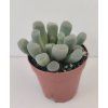 Fenestraria rhopalophylla