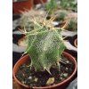 Astrophytum ornatum
