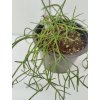 Rhipsalis baccifera subsp.