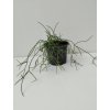 Rhipsalis baccifera subsp.