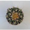 Echinocactus grusonii