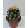 Echinocactus grusonii