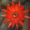 Chamaecereus silvestrii