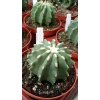 Ferocactus glaucescens f. inermis