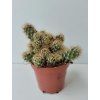 Mammillaria elongata 'Gold'