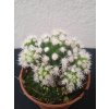 Mammillaria gracilis v. fragilis f. monstrosa 'Arizona Snowcap'