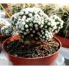 Mammillaria gracilis v. fragilis f. monstrosa 'Arizona Snowcap'