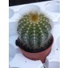 Eriocactus magnificus