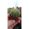 Eriocactus magnificus
