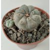 Lophophora williamsii