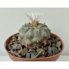 Lophophora williamsii