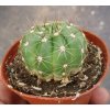 Notocactus ottonis