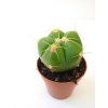 Gymnocalycium horstii