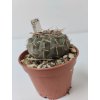 Gymnocalycium stellatum