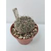 Gymnocalycium stellatum