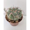Gymnocalycium bayrianum