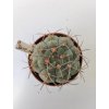 Gymnocalycium bayrianum