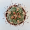 Gymnocalycium saglione