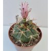 Gymnocalycium eurypleurum