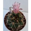 Gymnocalycium eurypleurum