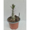 Pachypodium saundersii