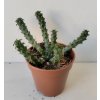 Euphorbia inermis