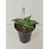 Sansevieria ehrenbergii 'Samurai'