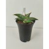 Sansevieria ehrenbergii 'Samurai'