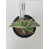 Sansevieria ehrenbergii 'Samurai'