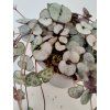 Ceropegia woodii 'Silver Glory'