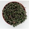 Trichodiadema densum
