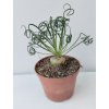 Albuca spiralis