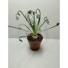 Albuca spiralis