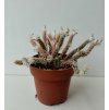 Avonia recurvata
