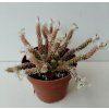 Avonia recurvata