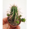 Euphorbia ferox