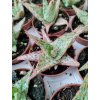 Aloe zebrina 'Pink Blush'