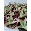 Aloe zebrina 'Pink Blush'