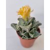 Faucaria tigrina
