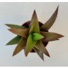 Haworthia pentagona 'West Jogoo'