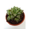 Haworthia retusa