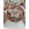 Lithops spec. (mix)