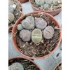Lithops spec. (mix)