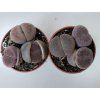 Lithops aucampiae cv. Rudesheim Ruby