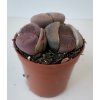 Lithops aucampiae cv. Rudesheim Ruby