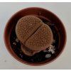 Lithops sp. (#2)