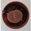 Lithops sp. (#2)