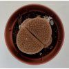 Lithops sp. (#2)