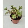 Portulacaria afra 'variegata' (velká)