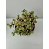 Portulacaria afra 'variegata' (velká)